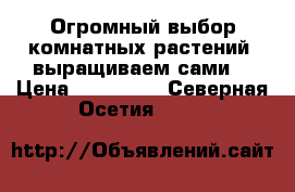 Огромный выбор комнатных растений (выращиваем сами) › Цена ­ 100-500 - Северная Осетия  »    
